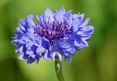 Vibrant Blue Cornflower: A Summer Meadow's Delicate Jewel