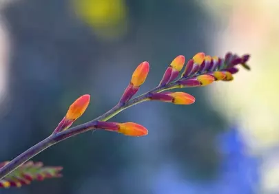 Vibrant Crocosmia Buds: A Macro Summer Symphony