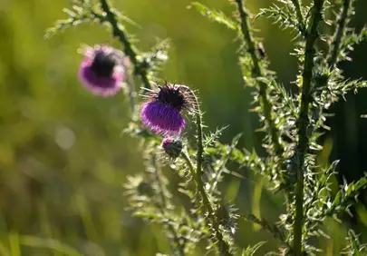 Vibrant Thistle Blooms: Nature's Thorny Beauty