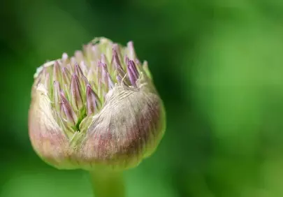 Vibrant Macro Shot: Budding Allium in Nature's Embrace