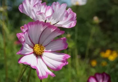 Vibrant Pink Cosmos Bloom in Sunlit Garden