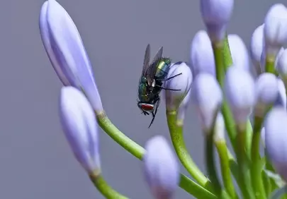 Vibrant Macro: Fly on Blooming Purple Lily Bud