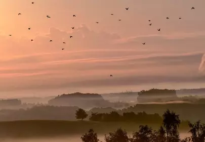 Breathtaking Misty Dawn: Birds Soaring Over a Serene Landscape