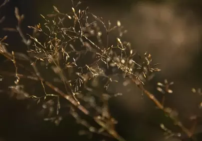 Golden Hour Glow: Delicate Dry Grass Macro