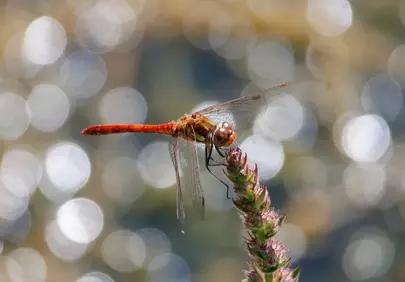 Vibrant Dragonfly Perched: Golden Nature Macro with Bokeh