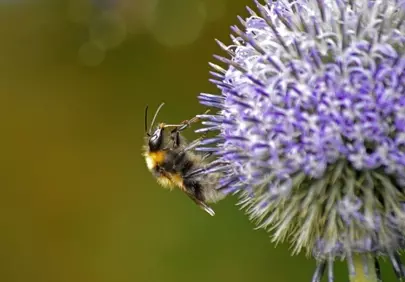 Vibrant Purple Thistle: Bumblebee's Nectar Oasis