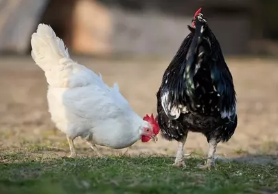 Charming Farm Duo: White Hen and Black Rooster in Natural Light