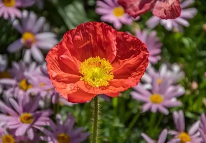 Vibrant Red Poppy: A Symphony of Spring Colors