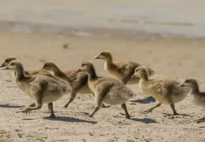 Adorable Ducklings Explore Sunny Beach Sands