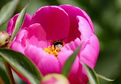 Vibrant Peony Blossom: Bumblebee's Delight in Summer Garden