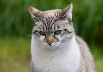 Enchanting Gaze: Striking Blue-Eyed Cat in Autumn Light