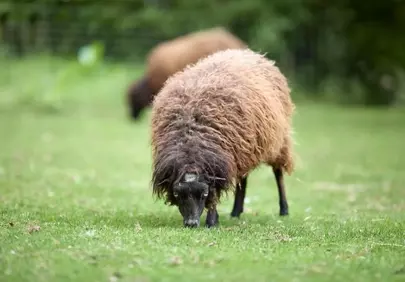 Charming Woolly Wanderer: Brown Sheep Grazing in Green Pasture