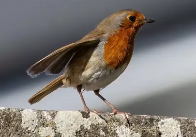 Vibrant Robin Perched: A Springtime Garden Jewel
