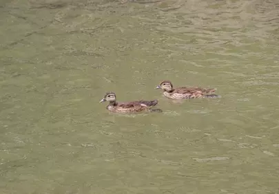 Charming Ducklings Gracefully Navigate Tranquil Spring Waters