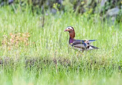 Vibrant Mandarin Duck Graces Lush Spring Meadow
