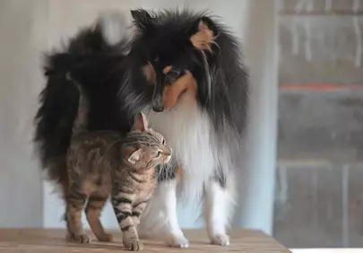 Unlikely Friendship: Collie and Kitten Companionship