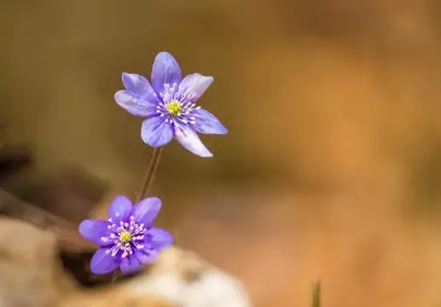 Vibrant Hepatica Blooms: Spring's Delicate Purple Awakening