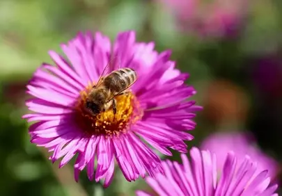Vibrant Pink Aster: Honey Bee's Nectar Delight