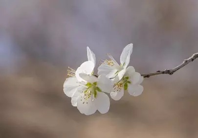 Exquisite White Winter Blossoms: Macro Elegance
