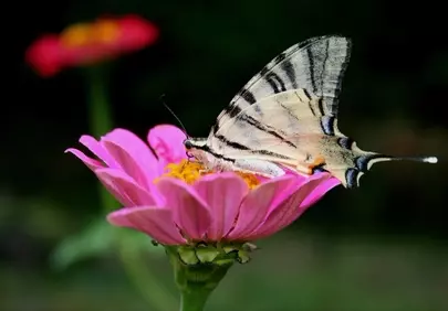 Vibrant Scarce Swallowtail on Pink Zinnia Macro