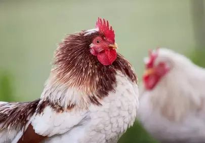 Vibrant Rooster Portrait: Striking Farm Animal Close-up