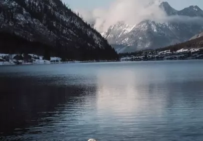 Serene Winter Lake: Swans Gliding Amidst Snowy Mountains
