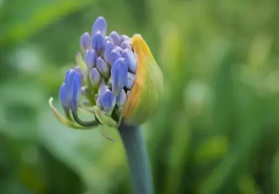 Vibrant Purple Agapanthus Bud: Nature's Spring Awakening