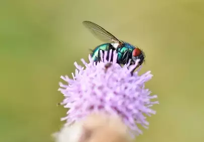 Vibrant Macro: Jewel Fly on Thistle Bloom