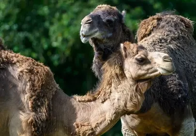 Majestic Dromedaries: Desert Wonders in Nature's Embrace