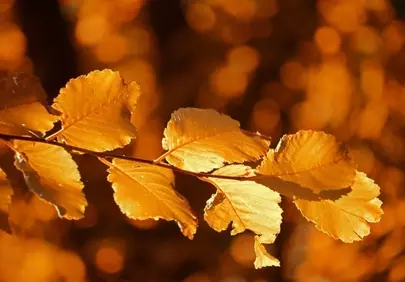 Golden Autumn Leaves: Nature's Radiant Bokeh Backdrop