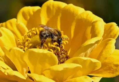 Vibrant Zinnia: A Bee's Nectar Oasis