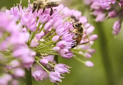 Vibrant Spring: Honeybees Buzzing on Purple Allium Flowers