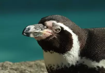 Captivating Humboldt Penguin Profile in Sunlight