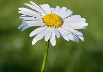 Vibrant Daisy Blossom: A Symbol of Spring's Purity