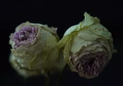 Hauntingly Beautiful Dried Roses: A Glimpse into Noble Decay