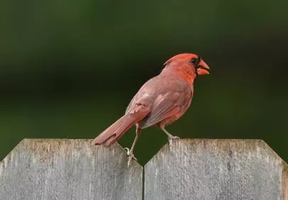 Vibrant Red Cardinal Perched on a Weathered Garden Fence