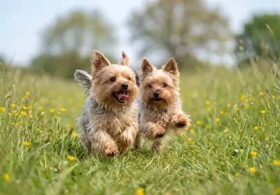 Joyful Yorkshire Terrier Puppies Romping in Sunny Meadow