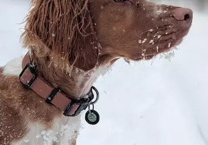 Winter Wonderland Companion: A Brittany Spaniel in Snow
