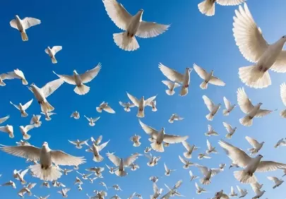 Soaring White Doves: A Symbol of Peace and Freedom in the Blue Sky