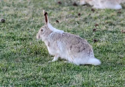 Enchanting European Hare: A Glimpse of Wild Nature