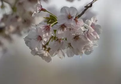 Enchanting Sakura Bloom: A Glimpse of Spring's Poetic Beauty