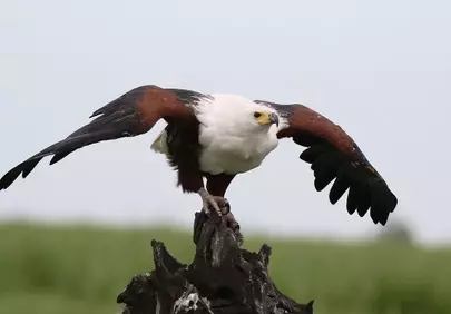 Majestic African Fish Eagle: Nature's Fierce Predator