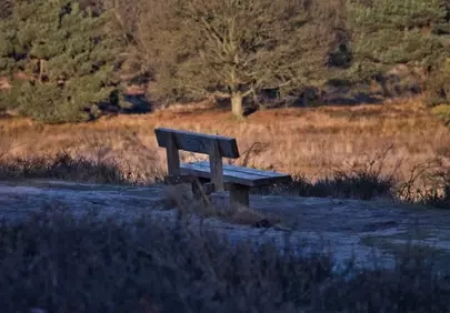 Serene Winter Sunset: Solitude on a Park Bench
