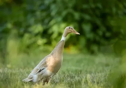 Elegant Fawn Indian Runner Duck Strolling Peacefully