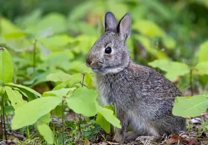 Enchanting Baby Rabbit Surveys Spring's Lush Undergrowth