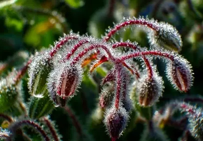 Sparkling Morning Dew on Delicate Borage Blooms