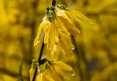 Vibrant Yellow Forsythia Blooms Drenched in Raindrops