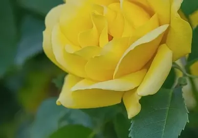 Vibrant Yellow Rose: A Close-Up of Nature's Beauty