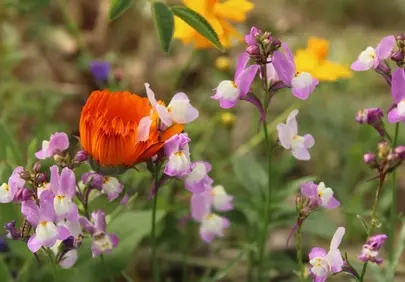 Vibrant Spring Bloom: A Kaleidoscope of Wildflowers