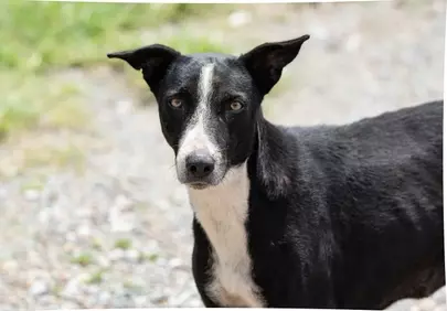 Heart-Touching Portrait: Resilient Stray Dog's Gaze